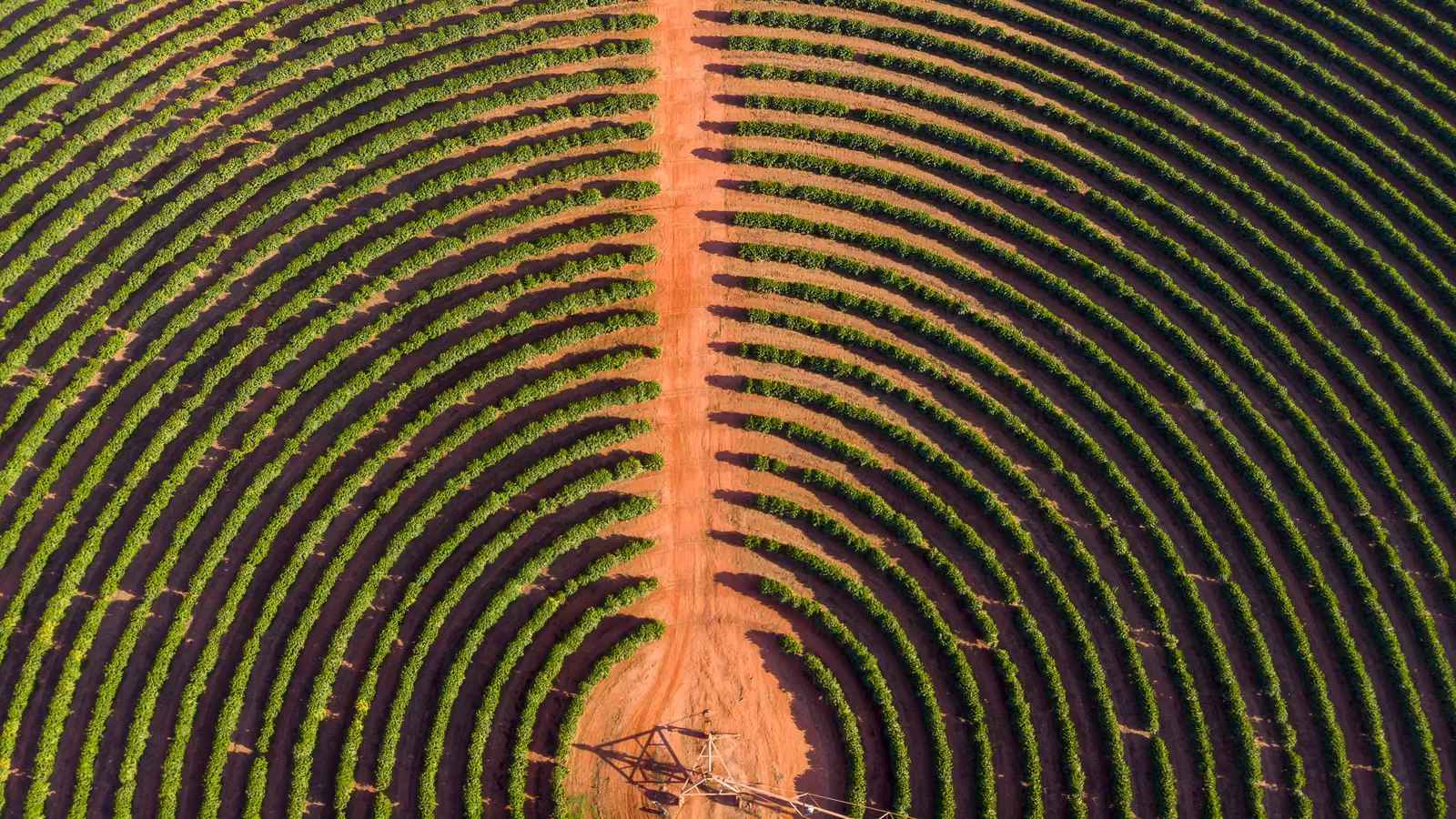 Vista aérea da lavoura