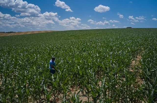 Produtor no campo de milho