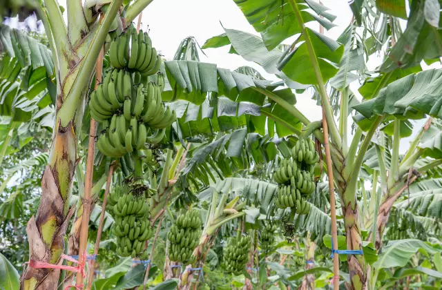 Bananeiras com Cachos Verdes