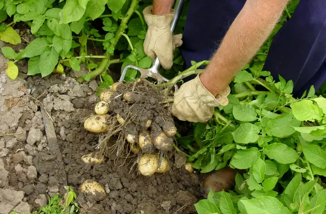 Batatas na Terra