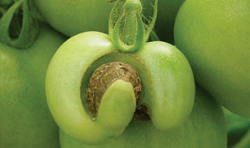 Prevenindo deformidades no tomate