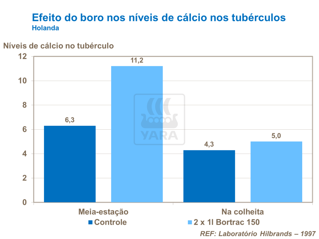   O gráfico mostra como o boro influencia nos niveis de cálcio no tuberculo.