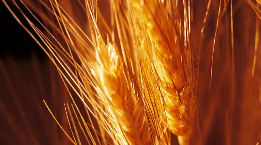 Trigo colhido sob luz do sol