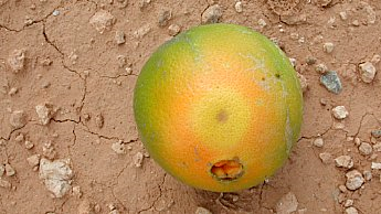 As larvas das moscas danificam a casca e causam amadurecimento desigual