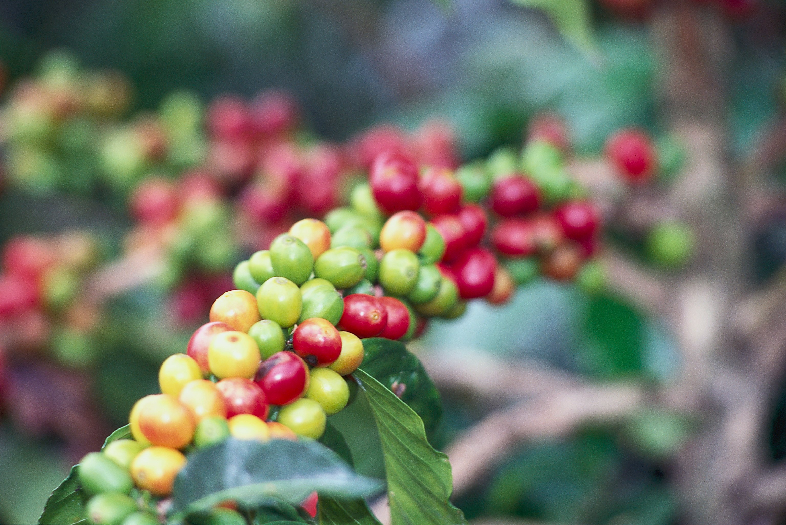 imagem de grãos de café arábica na lavoura