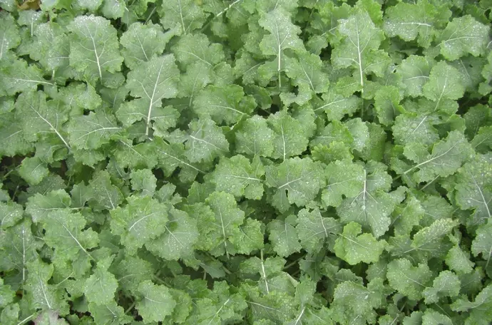 Vista aérea de plantas