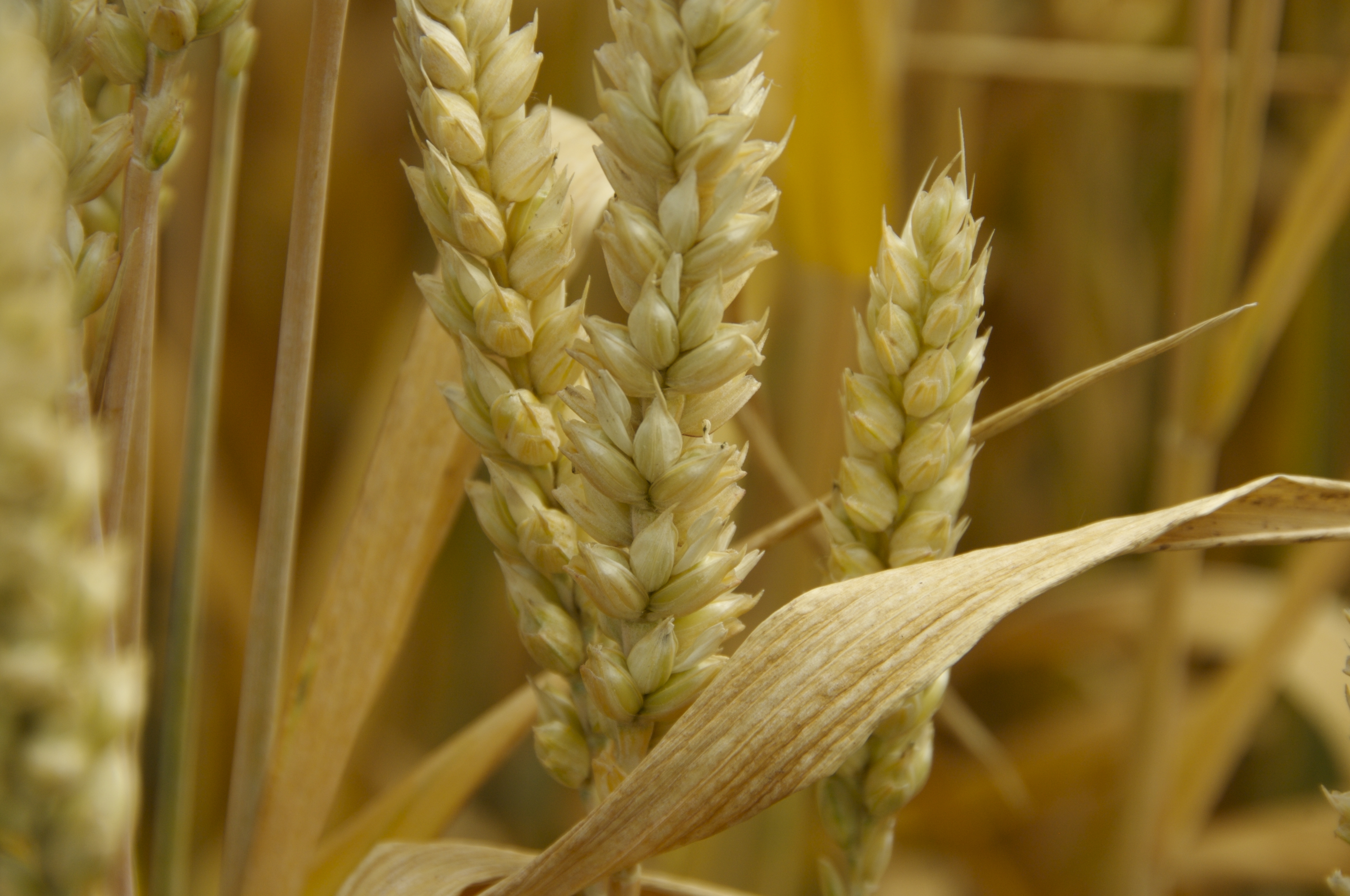 imagem de lavoura de trigo