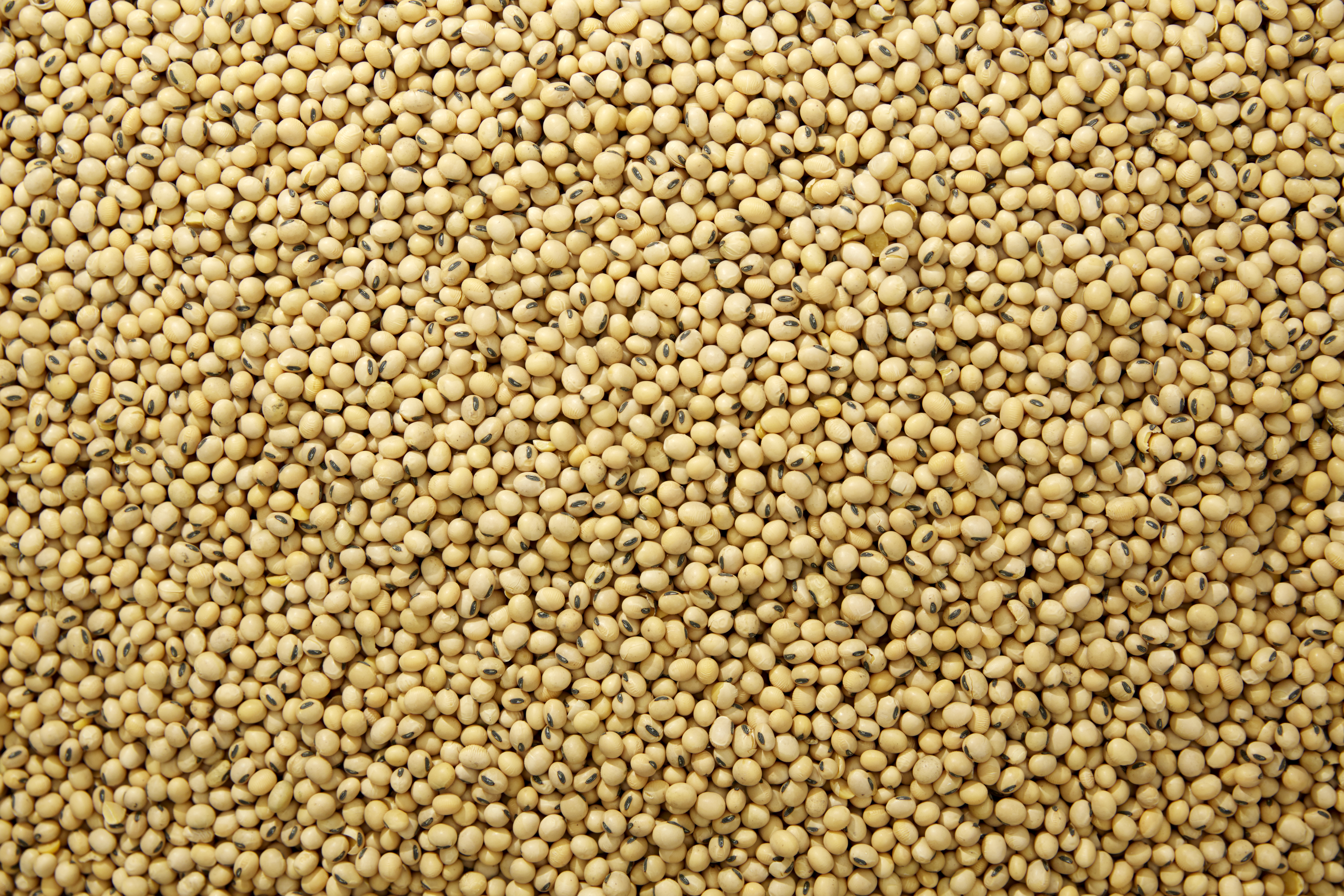 imagem de diversos grãos de soja
