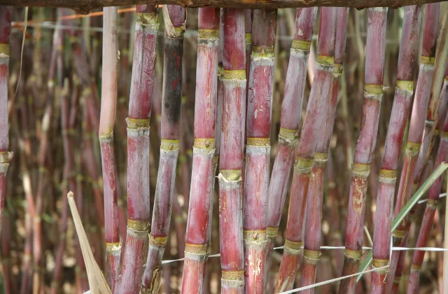 Cana-de-açúcar