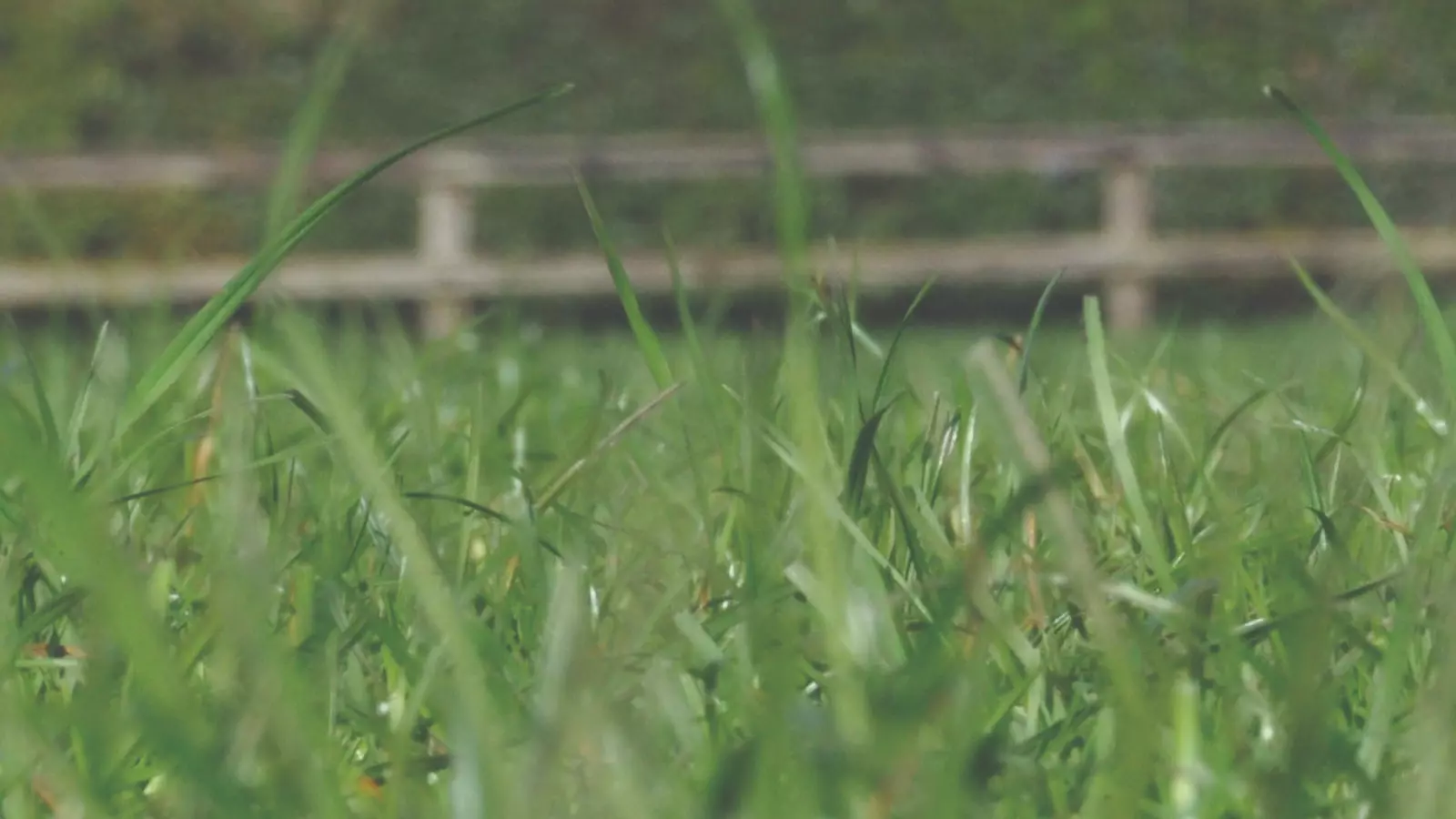 Pasto com cerca ao fundo