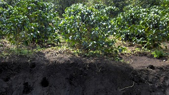 Exigências de solo e água