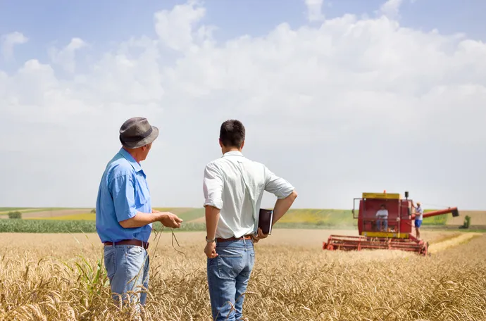 Homens em campo de trigo