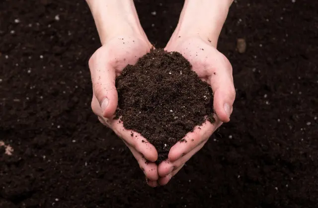 Mãos segurando terra