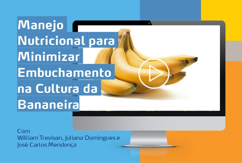 banner webinar banana
