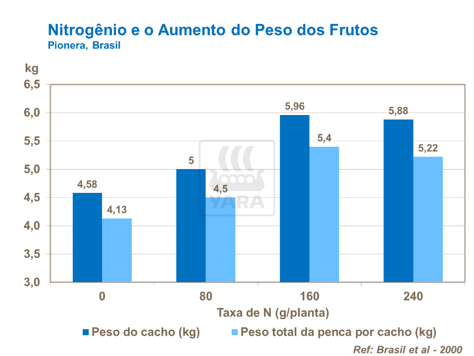 Nitrogênio e o aumento do peso dos frutos
