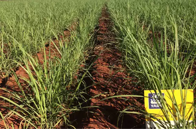 Cana-de-açúcar plantada em fileiras