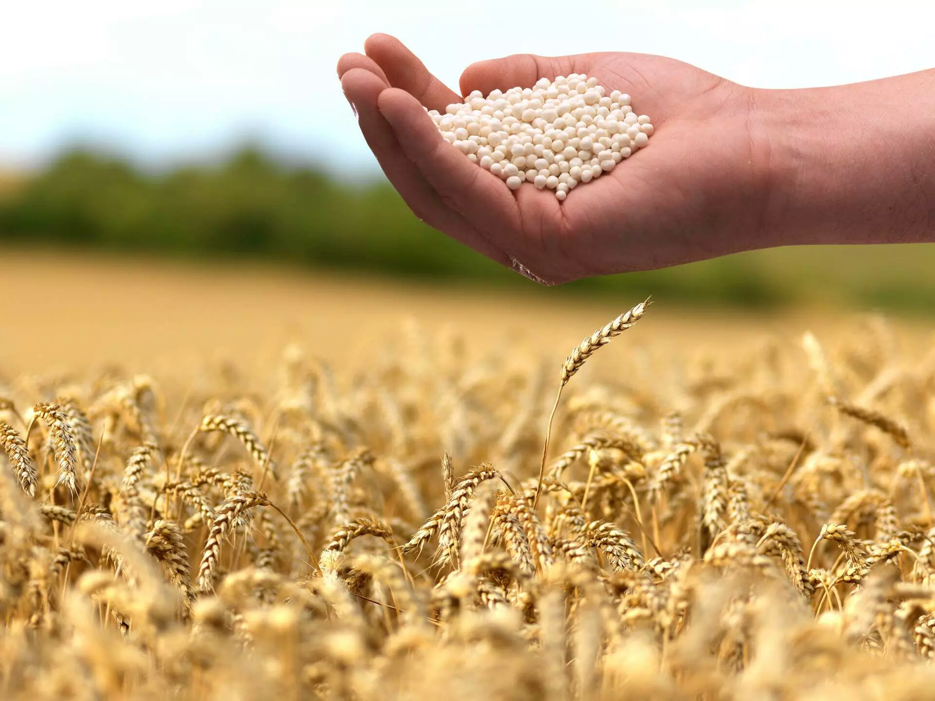 Mão sobre campo de trigo