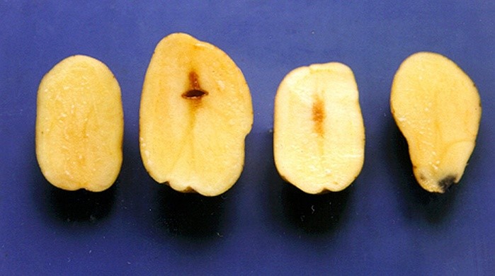 Descoloração da batata