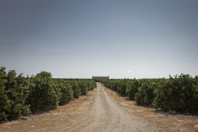 campo