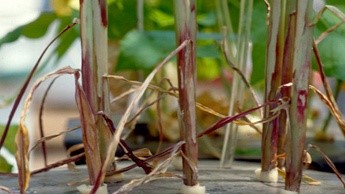 Deficiência de Magnésio