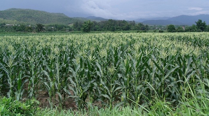 Influenciando na qualidade do milho