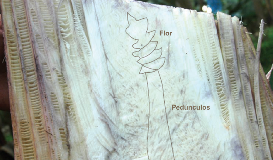 Flor (delineada) no pseudocaule