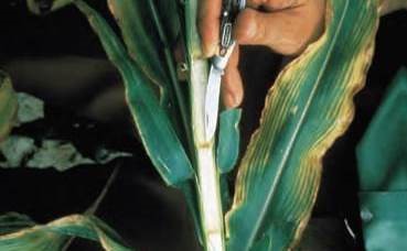 Amarelecimento das folhas de milho