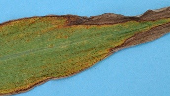 Deficiência de Potássio