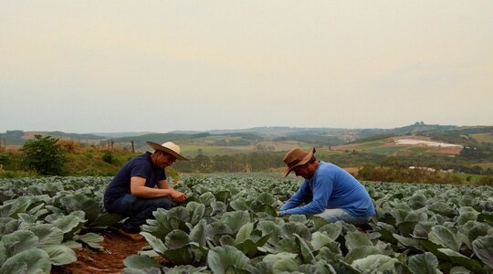 Homens agachados na horta