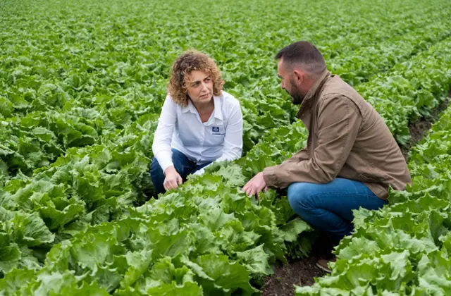 Pessoas agachadas no campo