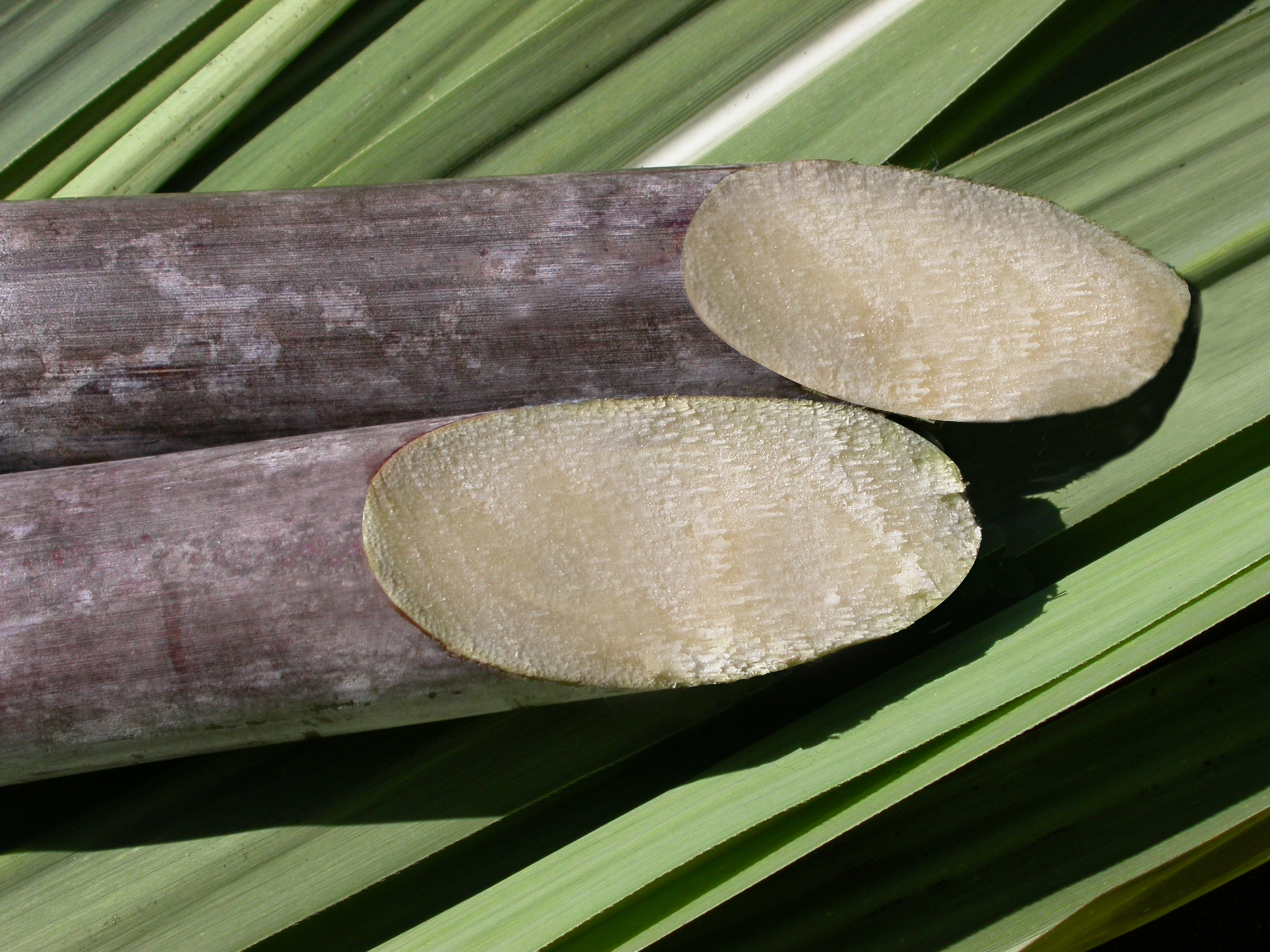 imagem de um talhão de cana