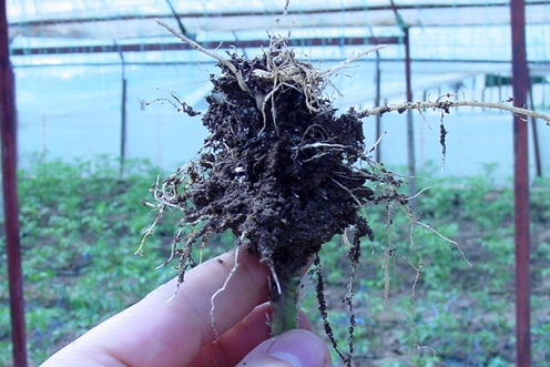 Danos por nematóides