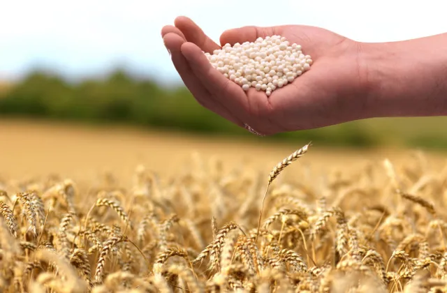 Mão Segurando Grânulos de Fertilizante