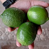 Limões e limas