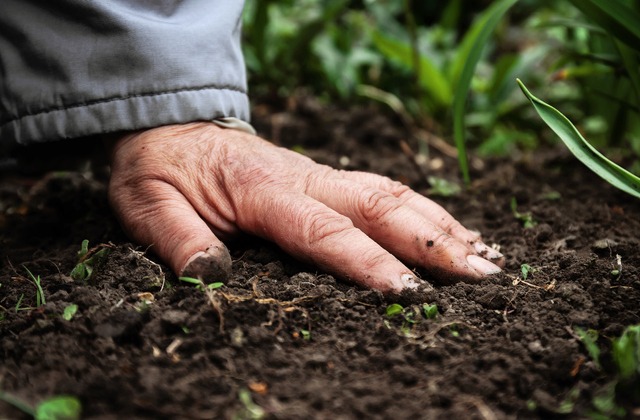 Mão no solo com plantas ao redor