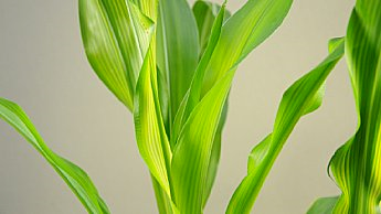 Deficiência de Potássio