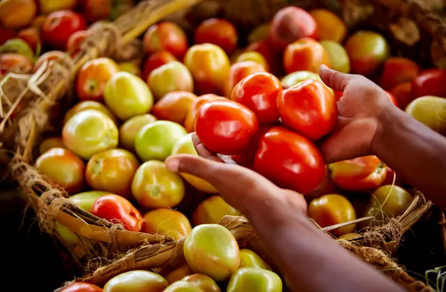 Mãos Segurando Tomates Maduros