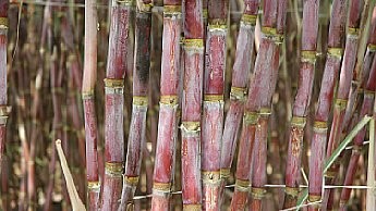 Exigências de água