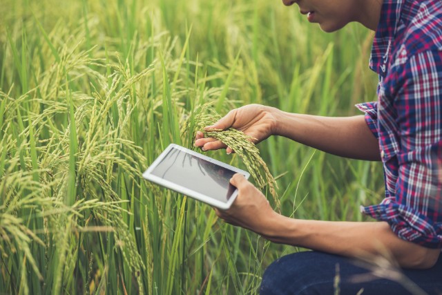 Homem com planta de arroz e tablet nas mãos