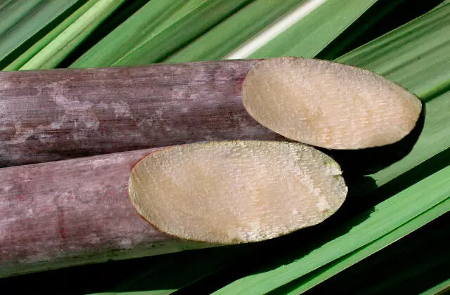 Cana-de-açúcar cortada