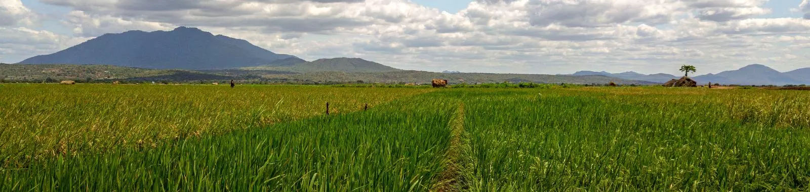 Lavoura de arroz