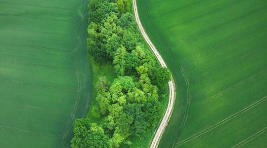 Vista aérea de campo de trigo