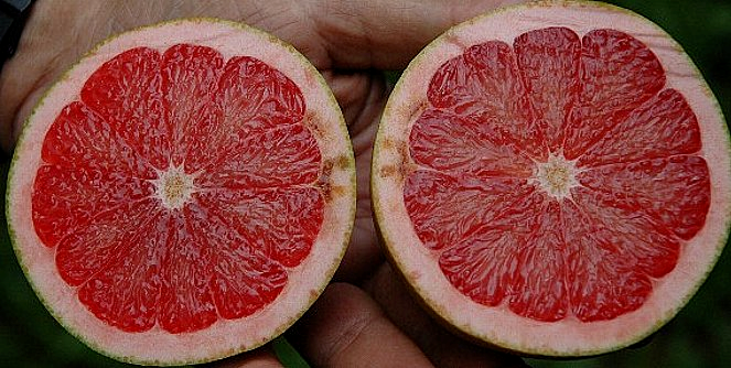 Prevenindo Colapso no Albedo em Citros