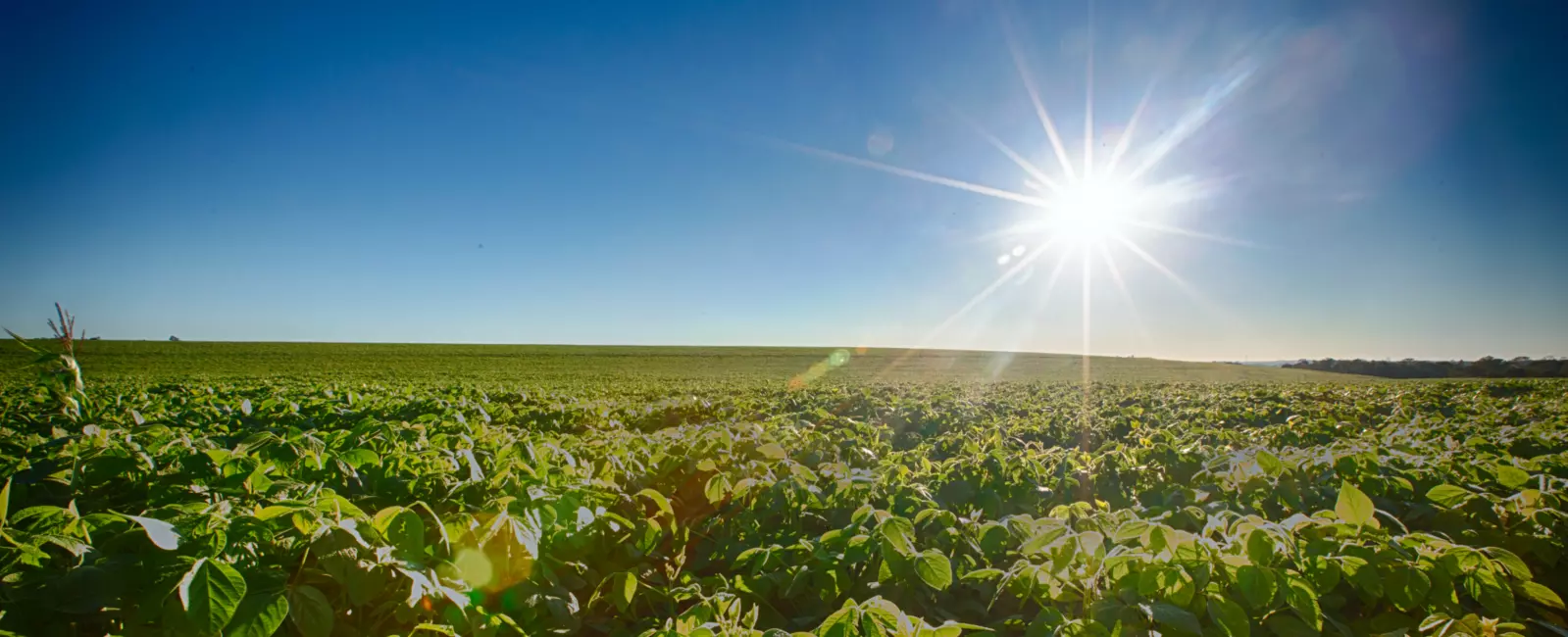 Plantação de soja sob sol