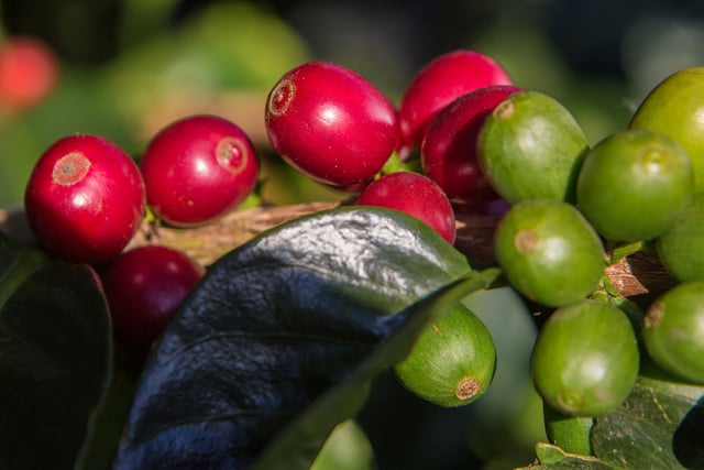 concurso nossocafé