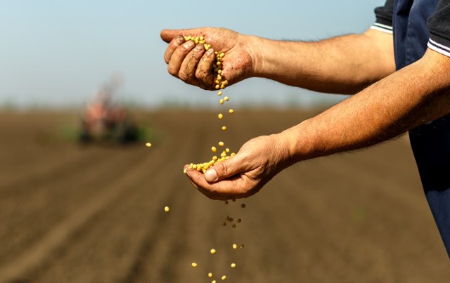 Semeadura da soja: entenda o impacto desde o desenvolvimento até a colheita