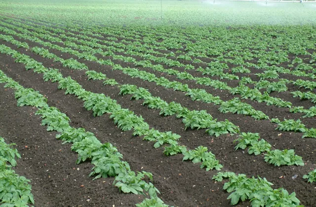 Fileiras de batatas no Campo