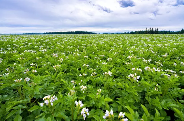 Plantação de Batata