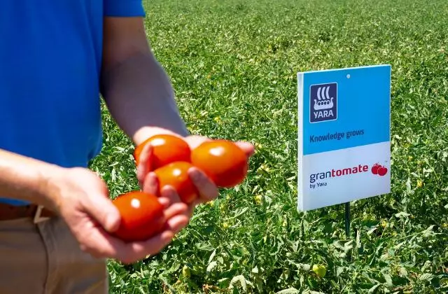 Homem Segurando Tomates GranTomate