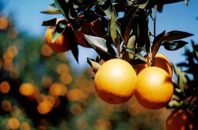 Laranjas em Foco na Plantação